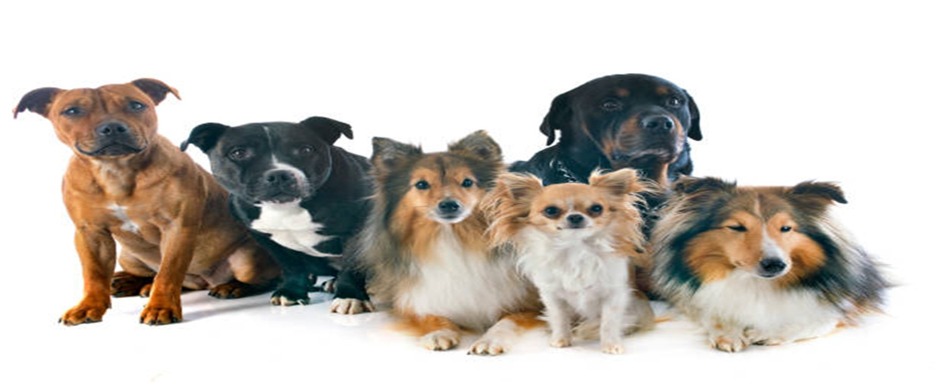 How to select a dog as your pet