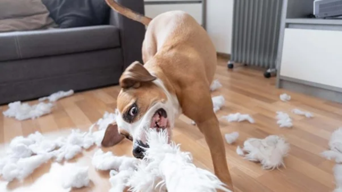 abnormal dog behavior