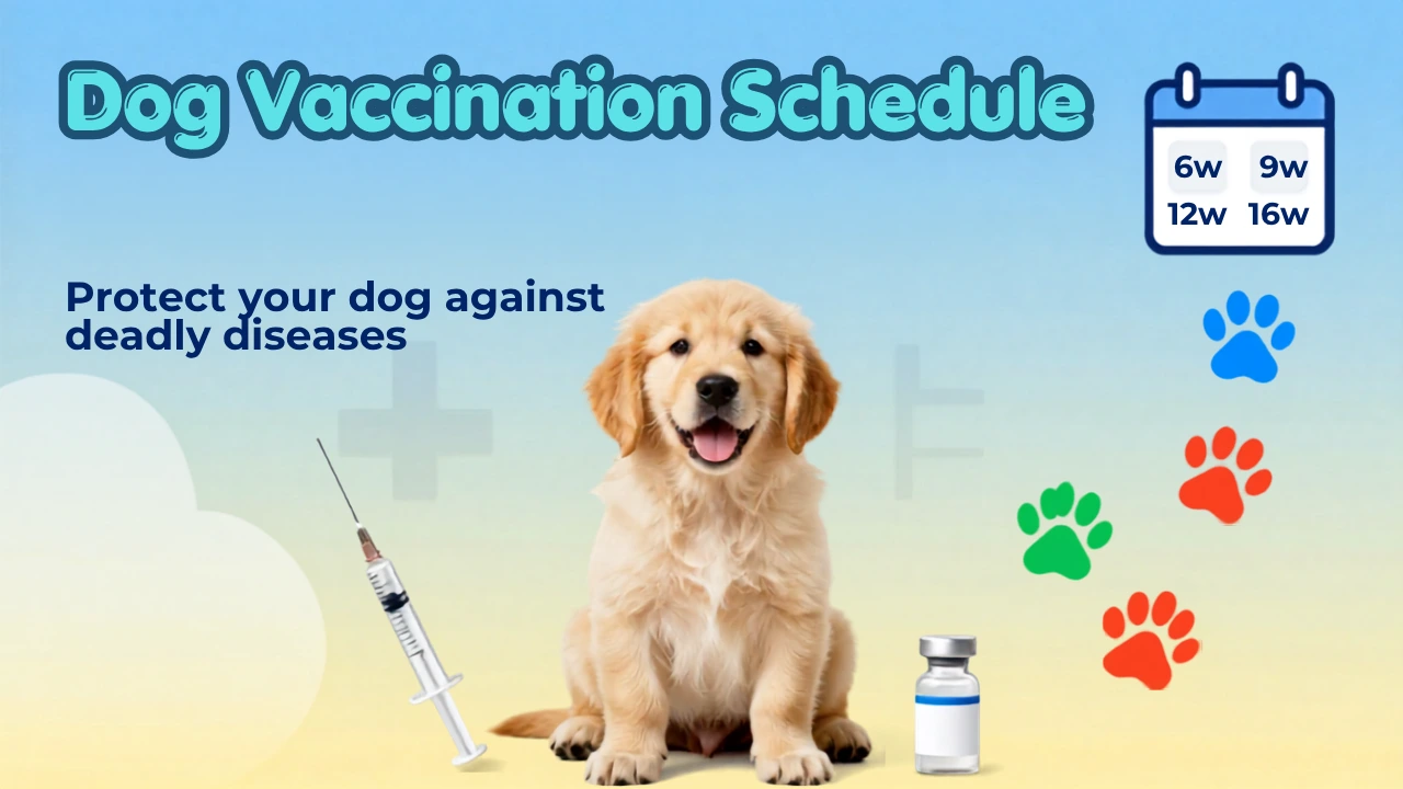 Vaccination Schedule in Dog: A complete Dog Vaccination Guide (2026)